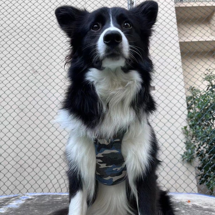 puppytie 胸背+牽繩組 大尺碼 迷彩色 森林綠 (防止暴衝|穿戴舒適)