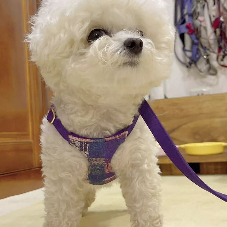 puppytie 胸背+牽繩組 莫內風 晚霞紫 (防止暴衝|穿戴舒適)