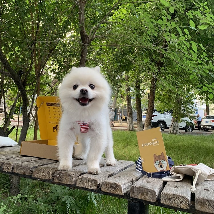puppytie 胸背+牽繩組 海軍風 水手红 (防止暴衝|穿戴舒適)