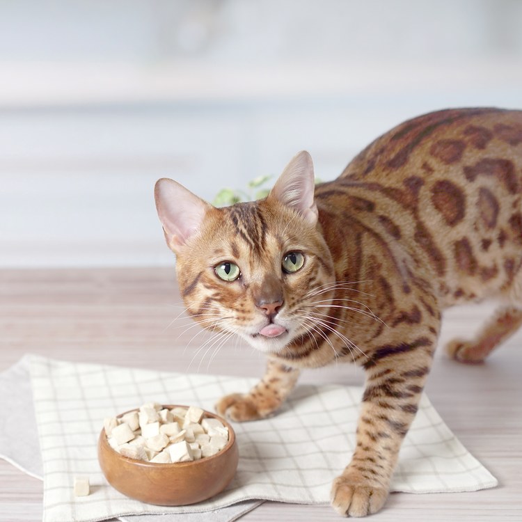 Hyperr超躍 全口味 貓咪立方凍乾零食 (貓零食|原肉零食)