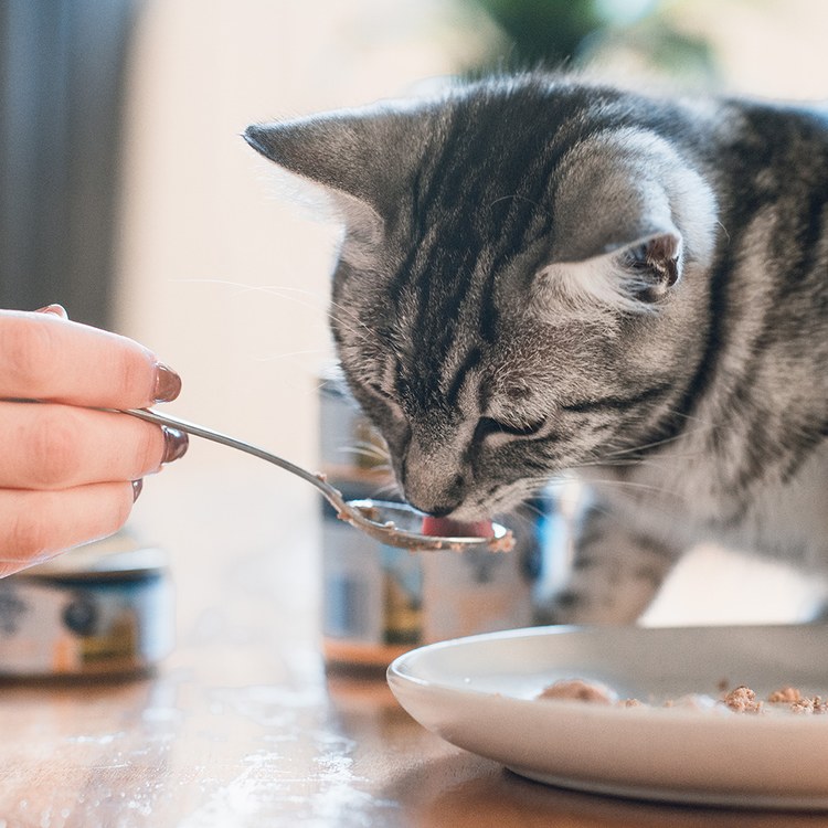 ZIWI巔峰 經典系列 鮮肉貓主食罐 (貓罐|罐頭)