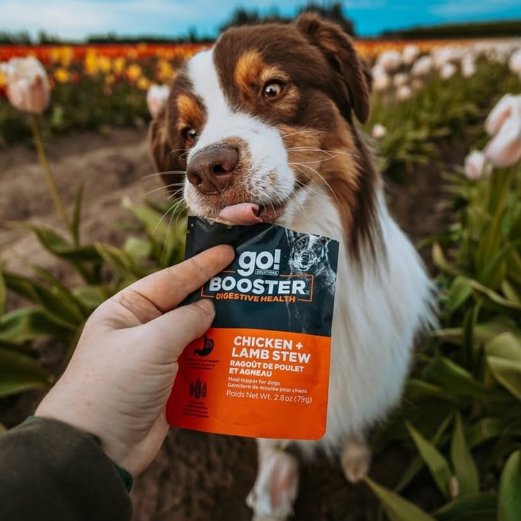 go! 品燉雞肉羊肉+糙米 腸胃保健 狗狗補給餐包 (狗罐頭|副食罐)