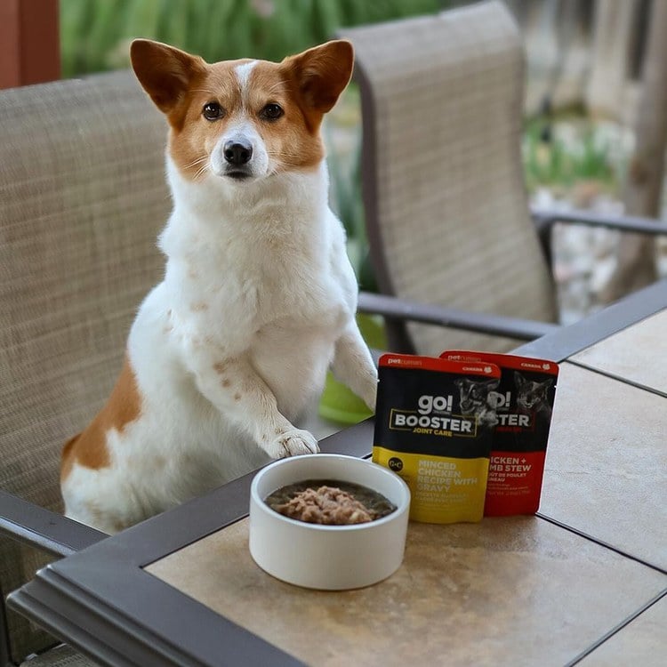 go! 品燉雞肉羊肉+糙米 腸胃保健 狗狗補給餐包 (狗罐頭|副食罐)