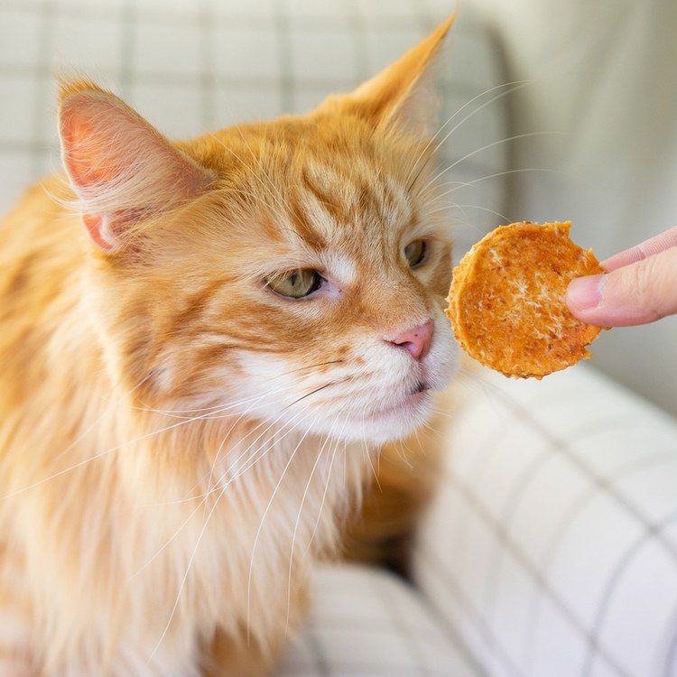 Hyperr超躍 南瓜雞肉餅 手作零食 (寵物零食|天然零食)
