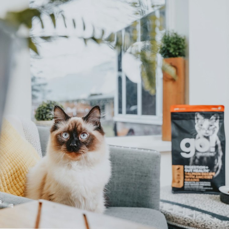 go! 全口味300克天然糧 無穀貓糧 (貓飼料|貓糧)