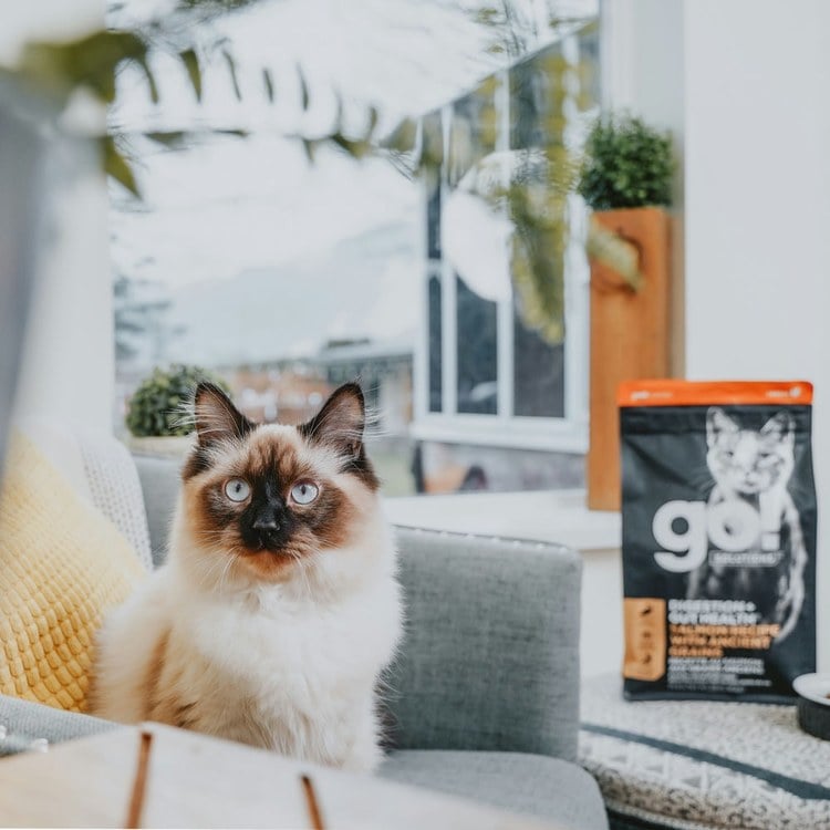 go! 鮭魚 全貓 腸胃保健貓糧 (貓飼料|貓糧)