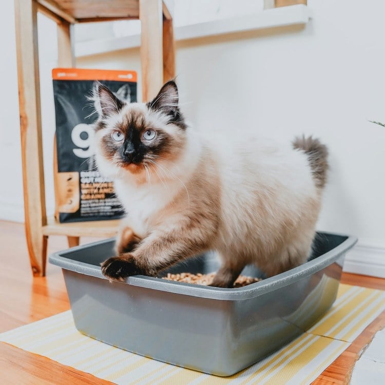 go! 鮭魚 全貓 腸胃保健貓糧 (貓飼料|貓糧)