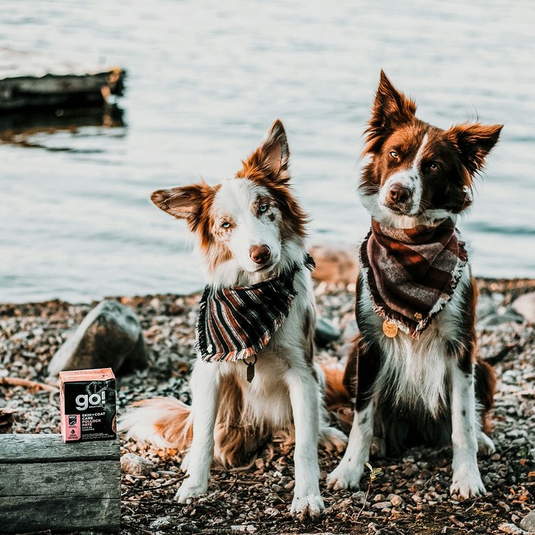 go! 野生鱈魚 豐醬系列 狗鮮食利樂餐包 (狗罐|主食罐)