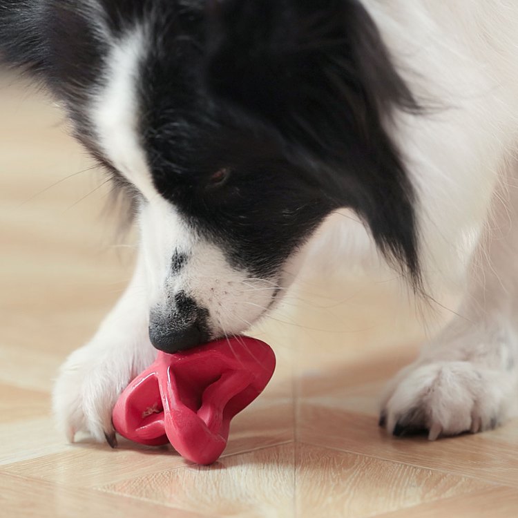 PetDreamHouse 經典啃咬 幾何藏食彈跳玩具(狗玩具|藏食玩具)