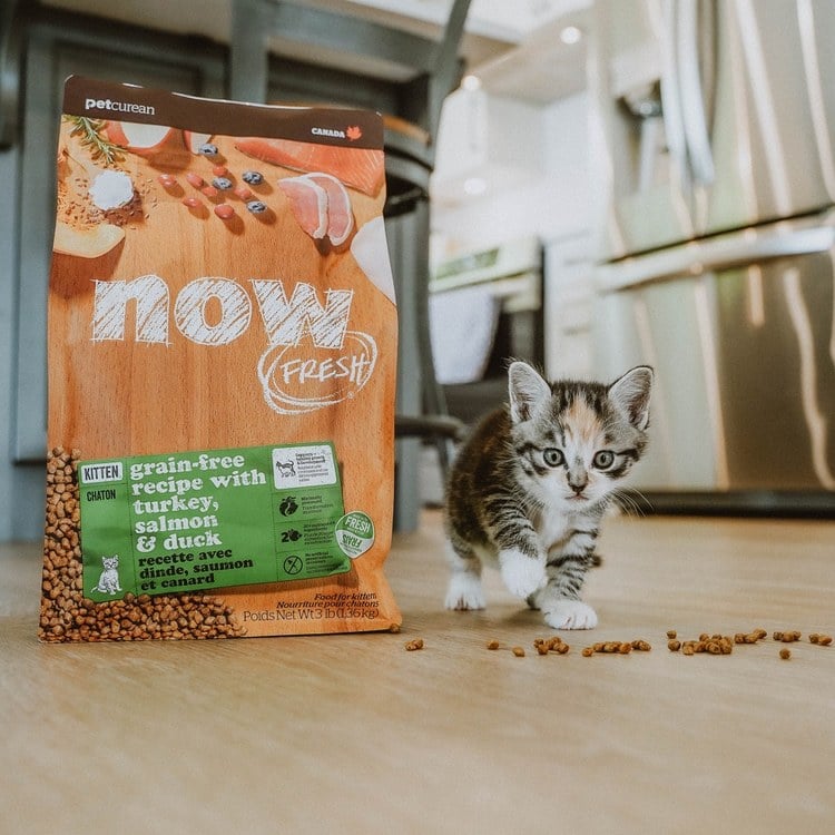 【定期購】now 全口味 貓咪無穀天然糧(貓飼料|貓糧)