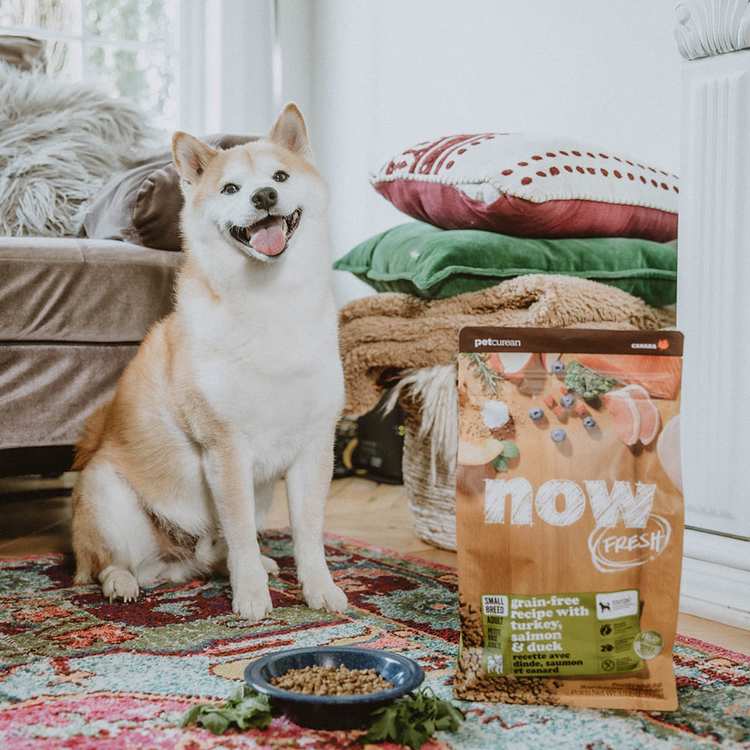 now 鮮肉無穀 22磅 狗狗天然糧 (狗飼料|狗糧)