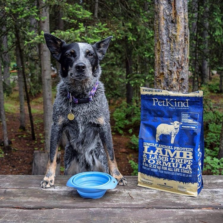 PetKind野胃 天然鮮草肚狗糧 300克 (狗飼料|無榖)