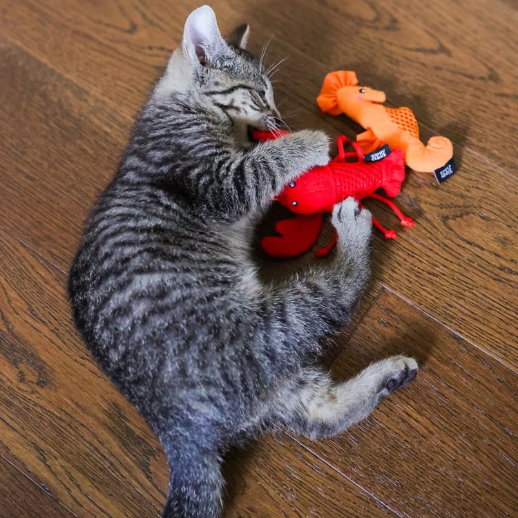 ZippyPaws 海底總動員 小海馬&小龍蝦 附貓草 貓玩具 寵物玩具