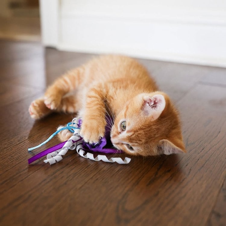 ZippyPaws 海底總動員 小水母&小鯨魚 附貓草 貓玩具 寵物玩具