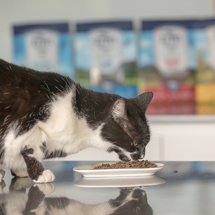 ZIWI巔峰 經典鮮肉貓糧 400克 (貓飼料|生食肉片)