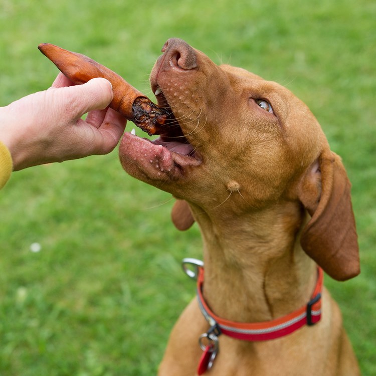 ZIWI巔峰 煙燻鹿蹄 乖狗狗天然潔牙骨 (耐咬零食|狗零食)