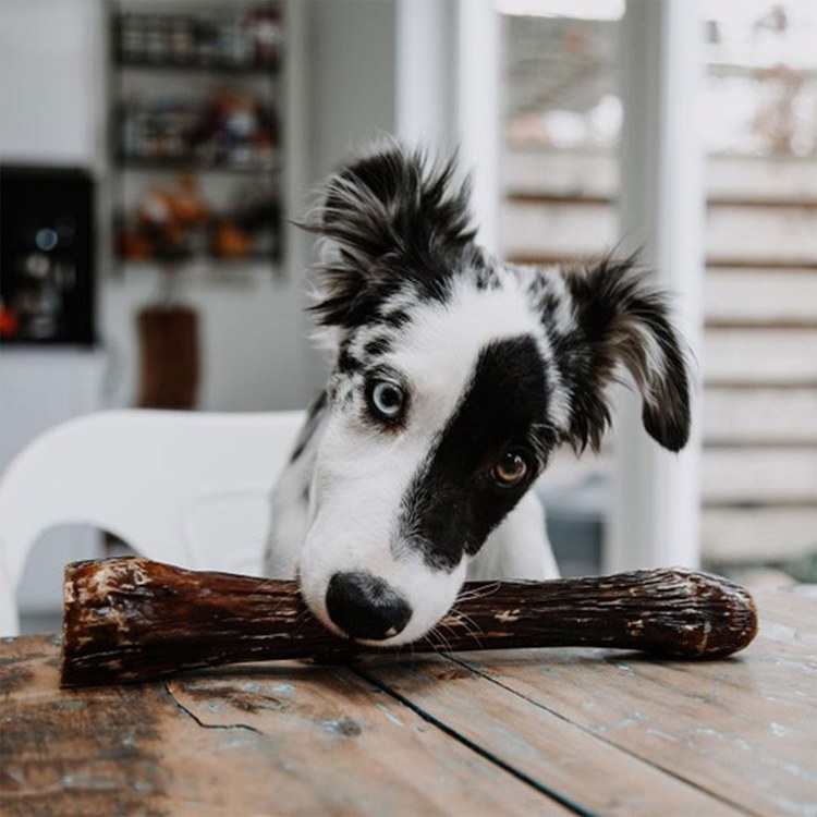 ZIWI巔峰 鹿小腿 乖狗狗天然潔牙骨 L號(耐咬零食|狗零食)