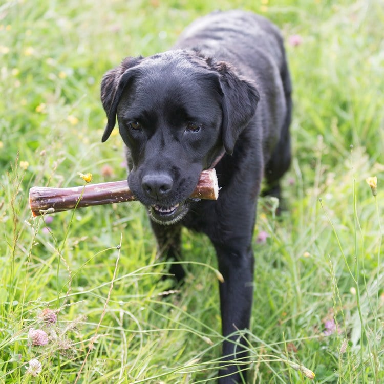 ZIWI巔峰 鹿小腿 乖狗狗天然潔牙骨 L號(耐咬零食|狗零食)