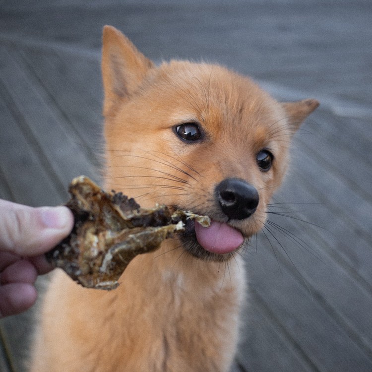 ZIWI巔峰 鹿肚 乖狗狗天然潔牙骨 (寵物零食|狗零食)