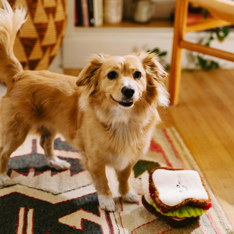 ZippyPaws 藏好才好吃 厚片吐司 藏食互動 狗玩具 寵物玩具