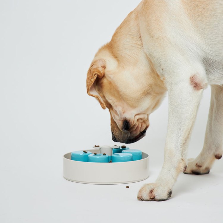 PetDreamHouse 調色盤 旋轉益智慢食碗(狗玩具|藏食玩具)