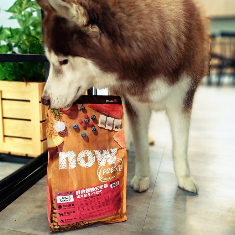 now 鮮魚中型犬 無穀天然糧 (狗飼料|狗糧)