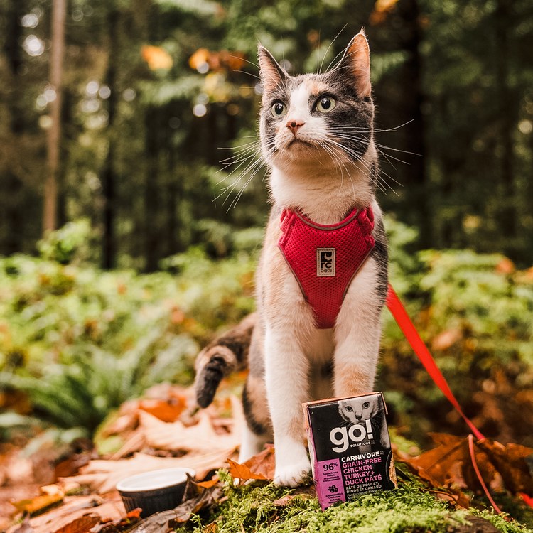 go! 無穀四種肉182克 豐醬系列 貓咪鮮食利樂包 (貓罐|主食罐)