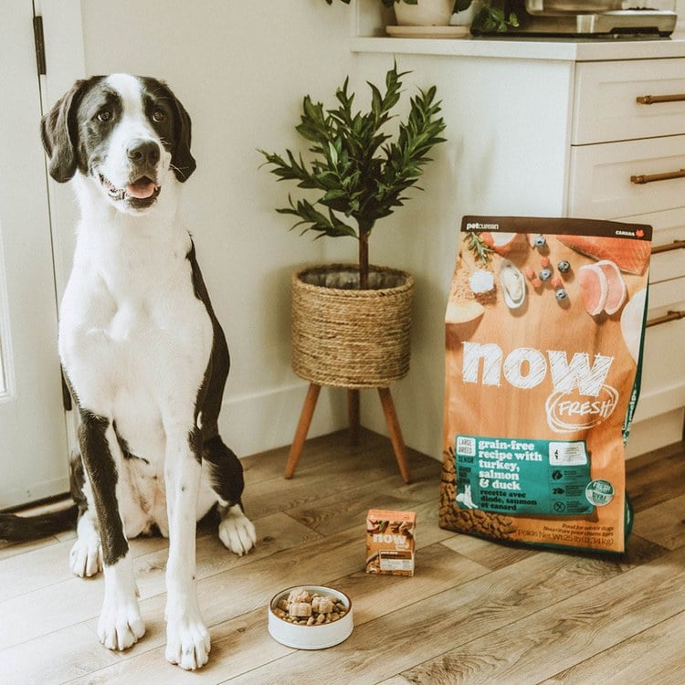 now 鮮肉大型老犬 無穀天然糧 (狗飼料|狗糧)