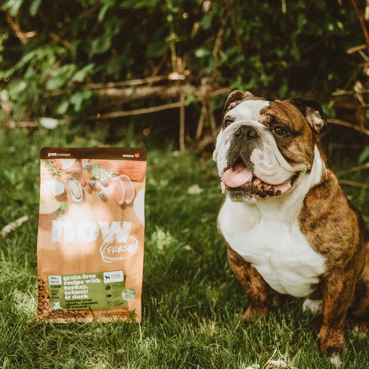 now 鮮肉小型老犬 無穀天然糧 (狗飼料|狗糧)