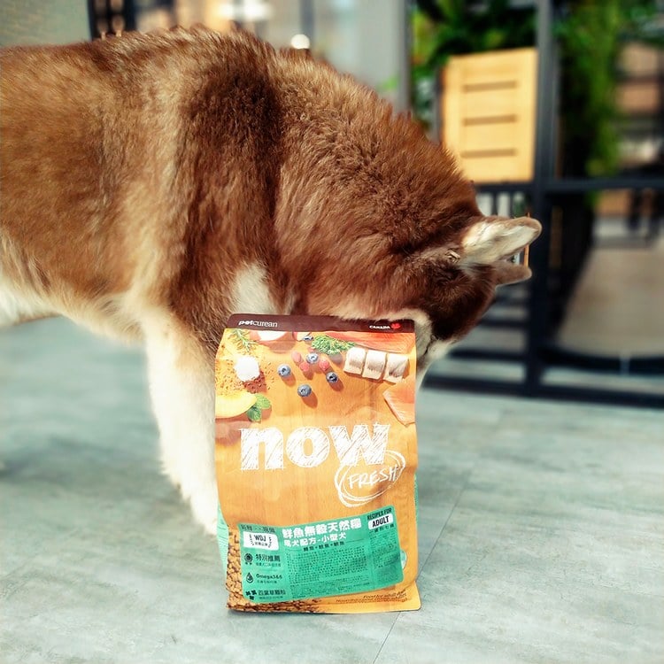 now 鮮魚小型犬 無穀天然糧 (狗飼料|狗糧)