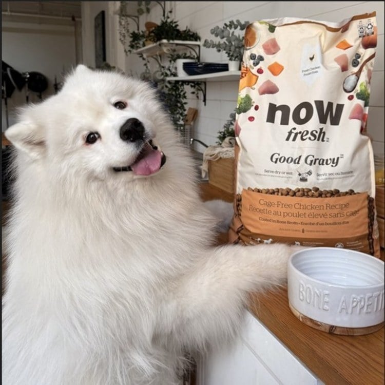 now 全口味 高湯天然糧 (乾濕兩吃|狗糧)