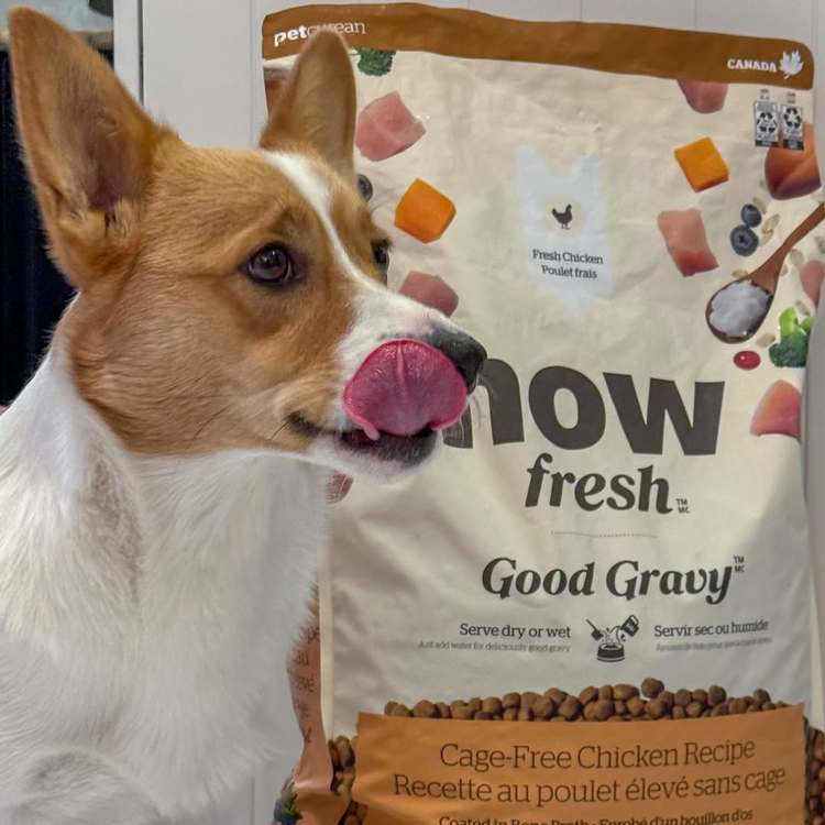 now 雞肉中型成犬 高湯天然糧 (乾濕兩吃|狗糧)