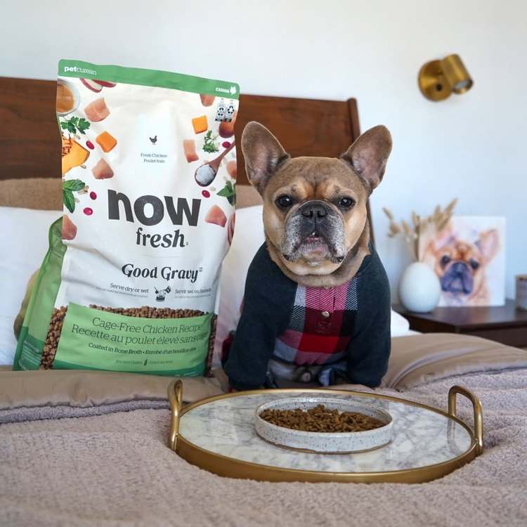 now 雞肉小型成犬 高湯天然糧 (乾濕兩吃|狗糧)