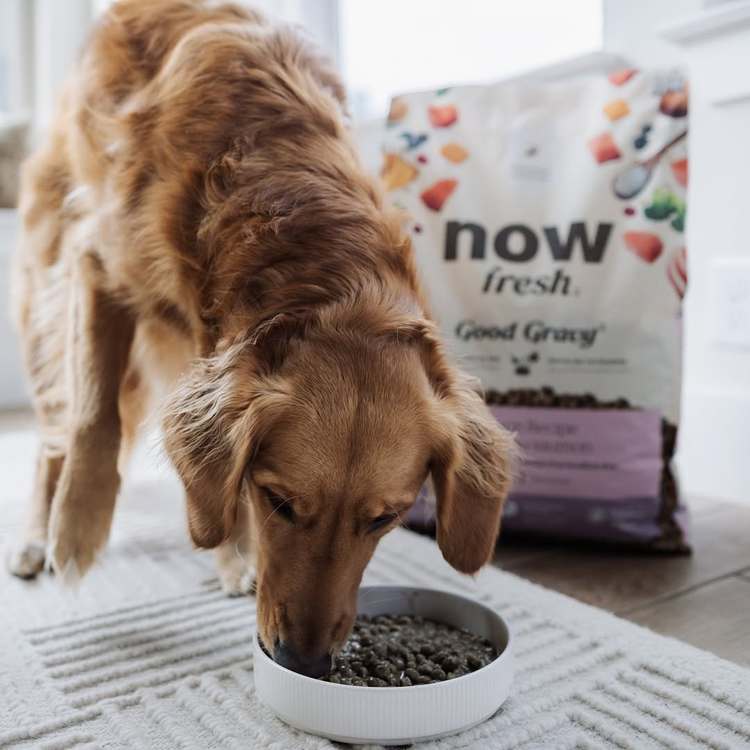 now 鮭魚中型成犬 高湯天然糧 (乾濕兩吃|狗糧)