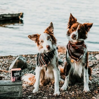 go! 野生鱈魚 豐醬系列 狗鮮食利樂餐包 (狗罐|主食罐)