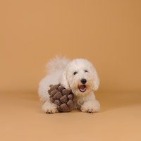 CHEWFFON 松果樂樂 互動聲響玩具 啾啾聲 狗玩具 寵物玩具