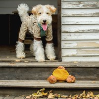 CHEWFFON 滾滾栗子 藏食嗅聞玩具 啾啾聲 狗玩具 寵物玩具