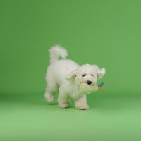 CHEWFFON 西洋甜梨 互動聲響玩具 啾啾聲 狗玩具 寵物玩具