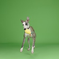 CHEWFFON 清新檸檬 互動聲響玩具 啾啾聲 狗玩具 寵物玩具