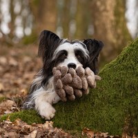 CHEWFFON 松果樂樂 互動聲響玩具 啾啾聲 狗玩具 寵物玩具