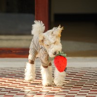 CHEWFFON 甜心草莓 互動聲響玩具 啾啾聲 狗玩具 寵物玩具