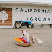 ZippyPaws 巨無霸 胡蘿蔔妹妹 咘咘聲 專利旋轉發聲器 寵物玩具