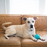 ZippyPaws 球就是經典 彈力球 耐啃咬 狗玩具 寵物玩具