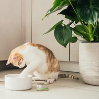 Almo義士大廚 鮮魚肉絲系列 貓咪主食罐 (貓罐頭|貓鮮食)