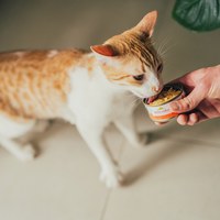 Almo義士大廚 雞肉肉絲系列 貓咪主食罐 (貓罐頭|貓鮮食)