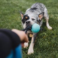 ZippyPaws 互動拉繩 超耐拉扯搖擺球 寵物玩具