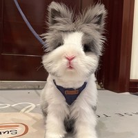 puppytie 胸背+牽繩組 純色系列 海軍藍 (防止暴衝|穿戴舒適)