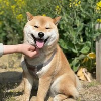 puppytie 胸背+牽繩組 純色系列 烟灰色 (防止暴衝|穿戴舒適)