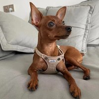 puppytie 胸背+牽繩組 口袋牛仔 摩卡棕 (防止暴衝|穿戴方便)