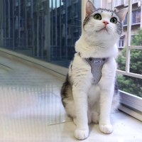 puppytie 胸背+牽繩組 口袋牛仔 工業灰 (防止暴衝|穿戴方便)